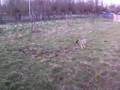 Akita en shiba playing