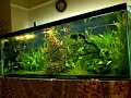 Planted aquarium Planted aquarium
