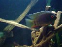 Cichlid Tank Update : new drift wood