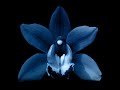 Spirit - Orchid Spirit - Orchid