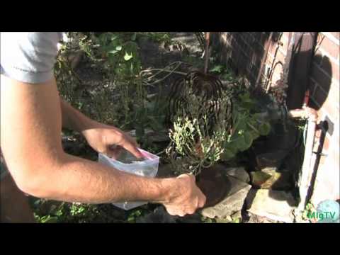 how to harvest lettuce seeds