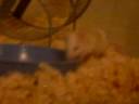 Baby Mouse (Luna) Explores her New Home