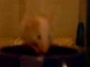 Baby Mouse (Luna) Explores her New Home