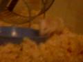 Baby Mouse (Luna) Explores her New Home