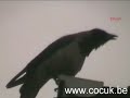 KARGA ALLAH DIYOR KARGA ALLAH DIYOR