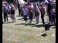Aigles, rapaces à guarbecqu