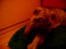 Sharpei puppy Sharpei puppy