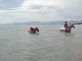 Four Horses Swim in Tasman Sea