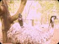 EMU-TRUE LOVE, Australia..