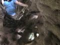CIEE Costa Rica fig tree adventure part 2 CIEE Costa Rica fig tree adventure part 2