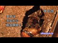 カブトムシの脱皮♪ The ecdysis of the beetle