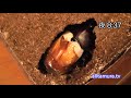 ????????? The ecdysis of the beetle ????????? The ecdysis of the beetle