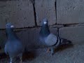Homing Pigeon Breeder