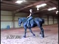 Duke under saddle. 17.2 Registered Percheron. Age 5. Go forward lesson.