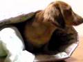 ひきこもり犬・凛太郎