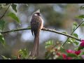 Birds of Kenya / Vogels in Kenia Birds of Kenya / Vogels in Kenia