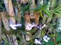 orquidea conhecida como viuvinha loddigesii (62)41030261 (62