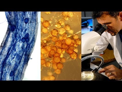 how to isolate mycorrhiza