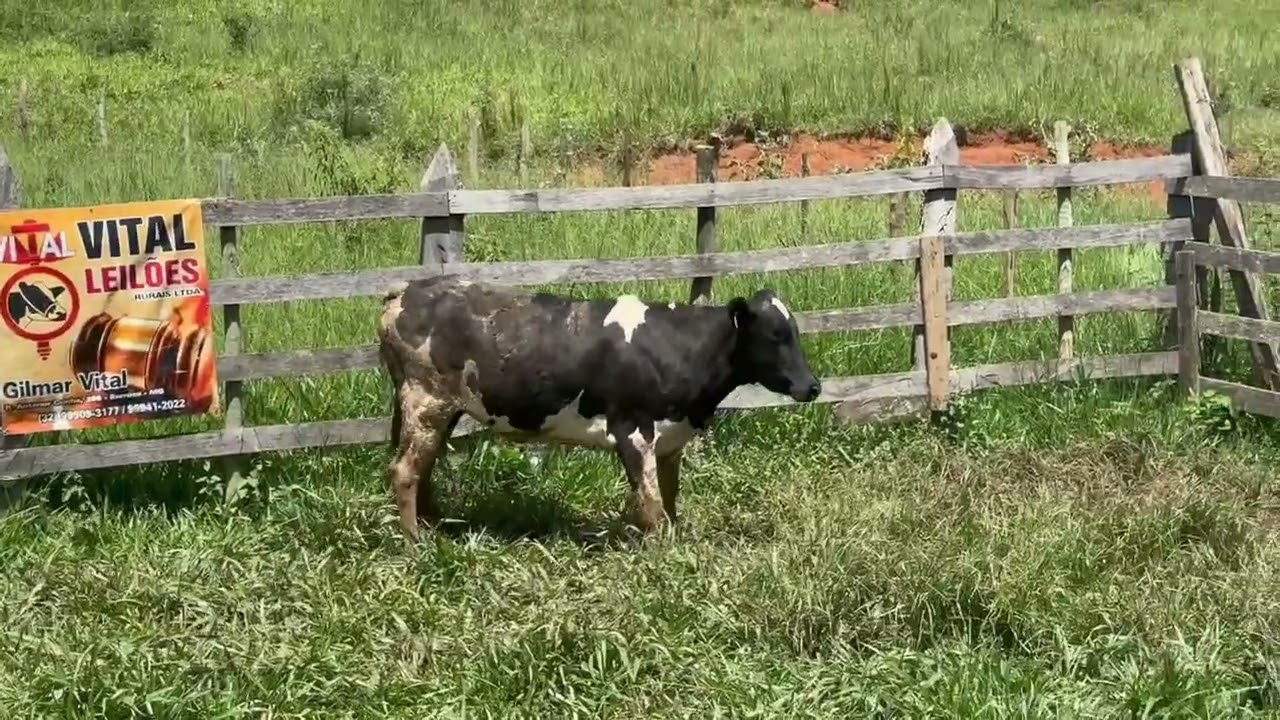 LOTE 53 - 01 NOVILHA  3/4; BR:024; PRENHES: 2 MESES; PRODUTO DE INSEMINAÇÃO;