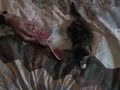 Kitten ... Tiger