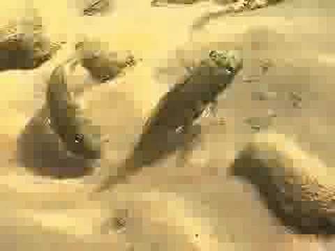 Cichlids of Lake Tanganyika