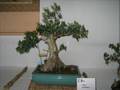 Exposición de Bonsai y Suiseki de Biarritz (Francia)