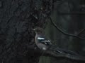 Chaffinch 8709 Chaffinch 8709