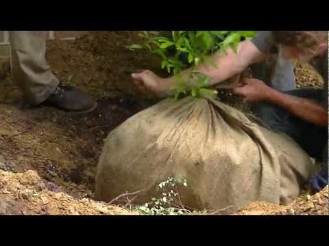 how to transplant small oak tree