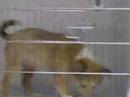 a dog wants out of Thee Pet Shop at the NDM