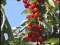 Silicon Valley Orchards Silicon Valley Orchards