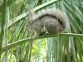 UNCLE AARONS PET TALKING SQUIRREL OF FT LAUDERDALE