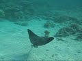 Eagle Ray in Kapoho