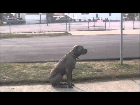 cane corso