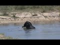 African Elephants