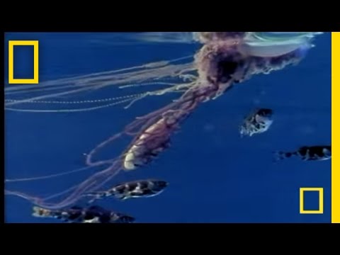 Imagen de previsualización de YouTube