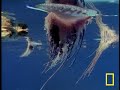 Just a squishy gelatinous mass?  Not quite!  Woe to the sea creature that gets entangled in a Man o' War's 50 foot tentacles.See all National Geographic videos:http://video.nationalgeographic.com/?source=4001