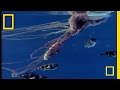 Deniz Yarat��� belgeseli video.