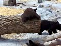 Baby Bears Two