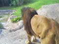 African Lion peeing and lioness comes up African Lion peeing and lioness comes up