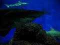 Tiburones