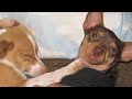 Delano, CA Rescued dogs Pixie & Sophia Delano, CA Rescued dogs Pixie & Sophia