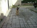 malinois in porta