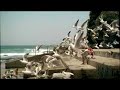 The Sun-Herald Newspaper - Birds The Sun-Herald Newspaper - Birds