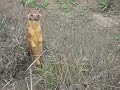 Weasel at Point Reyes National Seashore Weasel at Point Reyes National Seashore