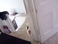 Teacup Chihuahua SPIN CLASS  *Crazy at the Puppy Sitters
