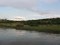 Hippos fighting