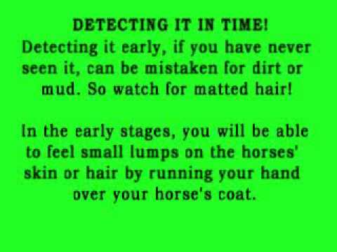 how to cure equine rain rot