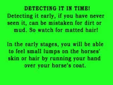 how to treat equine rain rot