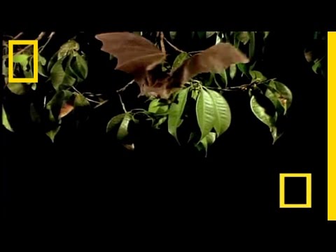 Vampire Bat vs Wrinkle Bat