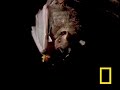 See Video